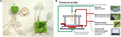 Tissue-on-a-Chip: Microphysiometry With Human 3D Models on Transwell Inserts